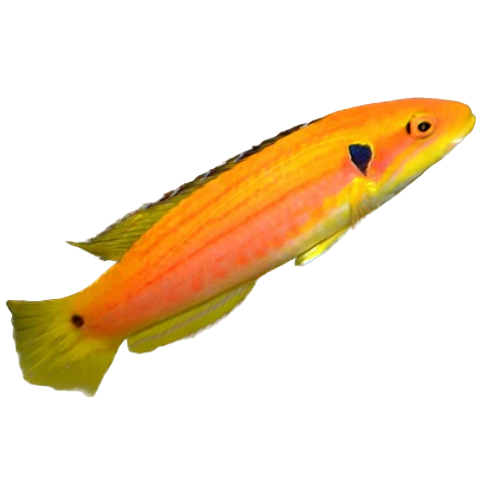 Yellow Candy Hogfish