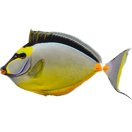 Naso Tang