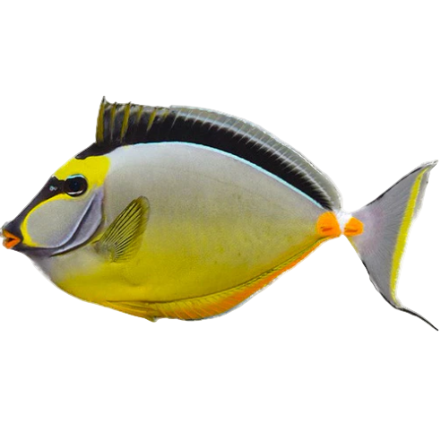 Naso Tang