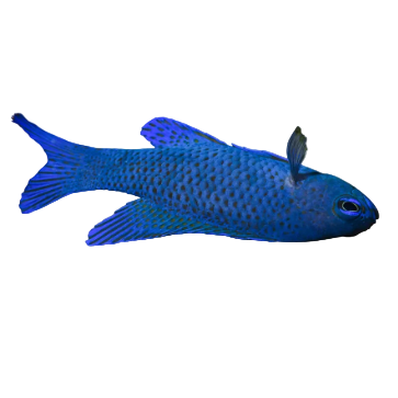 Blue Assessor Basslet