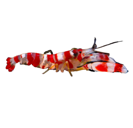 Candy cane Pistol Shrimp
