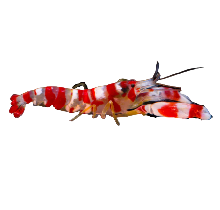 Candy cane Pistol Shrimp