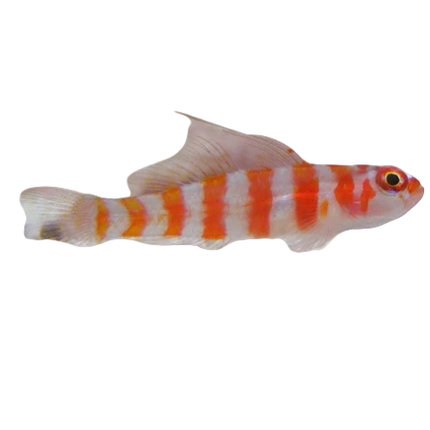 Red Striped Goby