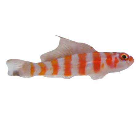 Red Striped Goby
