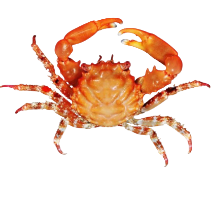Red Emerald Crab