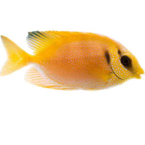 Blue Spot Rabbitfish