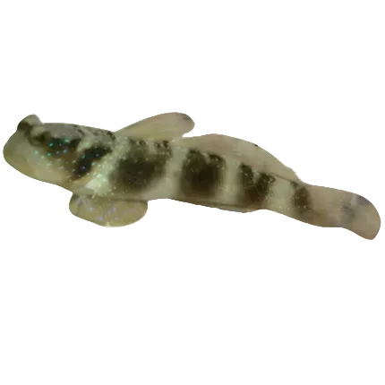 Y-Bar Shrimp Goby