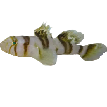 Black Barred Convict Goby