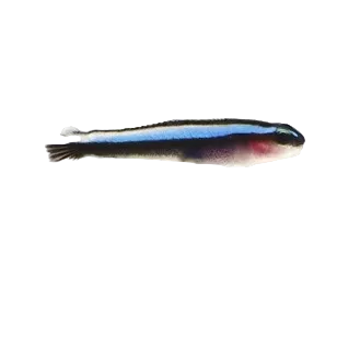 Neon Goby
