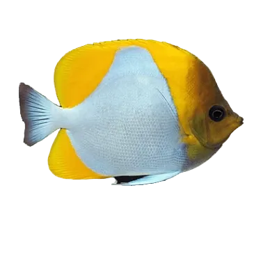 Yellow Pyramid Butterfly