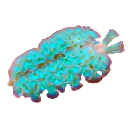 Lettuce Nudibranch