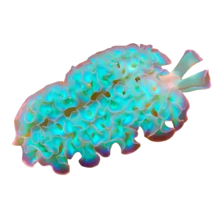 Lettuce Nudibranch