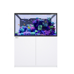 Collection image for: Aquarium