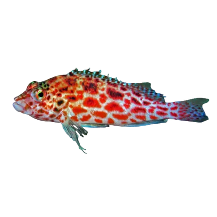 Pixy Hawkfish