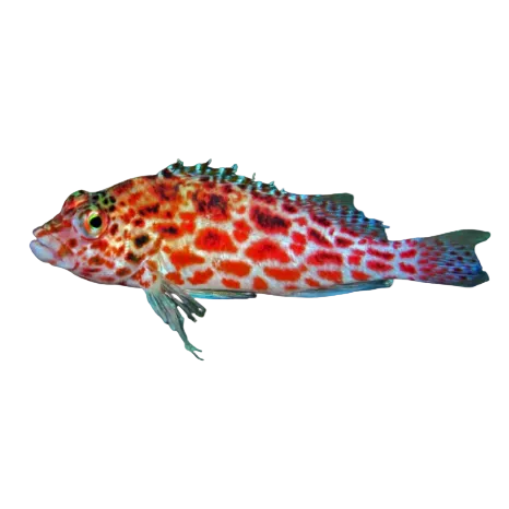 Pixy Hawkfish