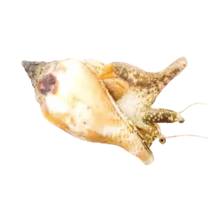 Sand Sifting conch