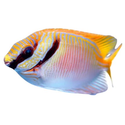 Two Barred Rabbitfish