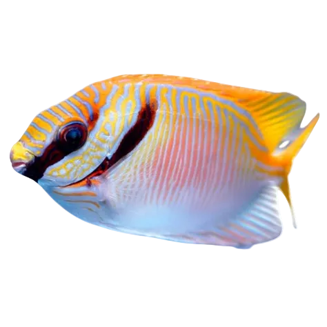 Two Barred Rabbitfish