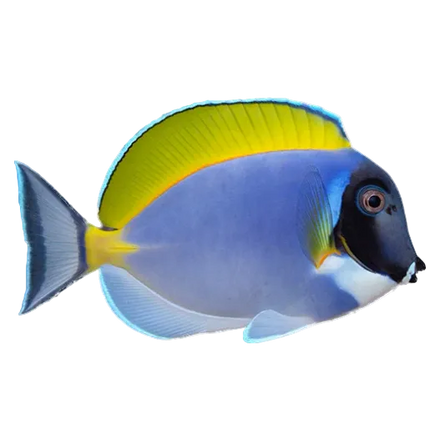 Powder Blue Tang