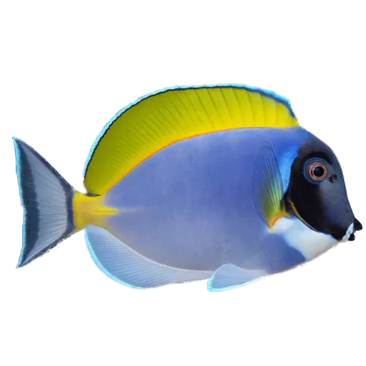 Powder Blue Tang