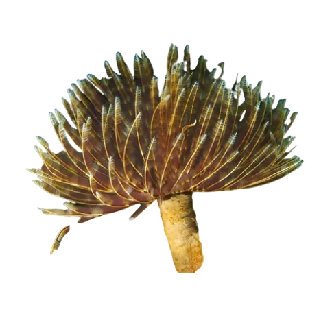 Feather Duster Assortis