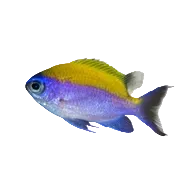 Sunshine Chromis