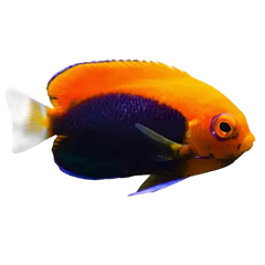 Collection image for: Angelfish