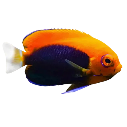 Flameback Angelfish