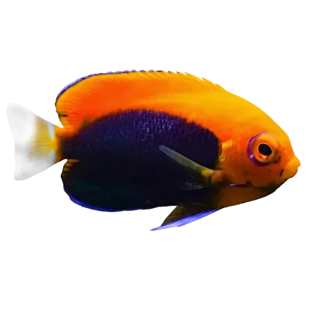 Flameback Angelfish