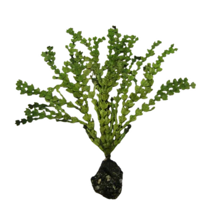 Halimeda Avec Racines