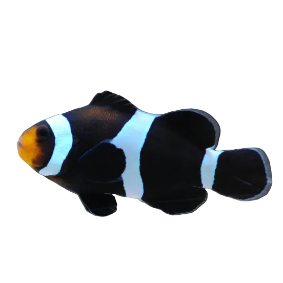 Black Darwin Ocellaris Clownfish (CB)