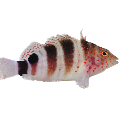 Caribbean Redspot Hawkfish (Grimpeur des Caraïbes)