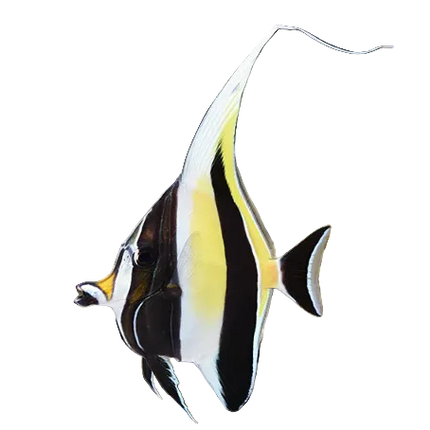 Moorish Idol M