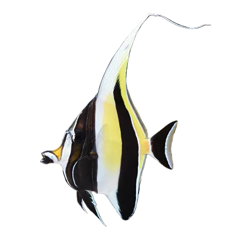 Moorish Idol M