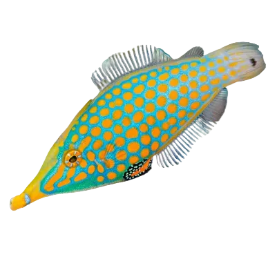 Orange Spot Filefish (Poisson-lime à taches orange)