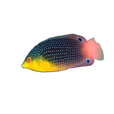 Yellow Chest Twist Wrasse