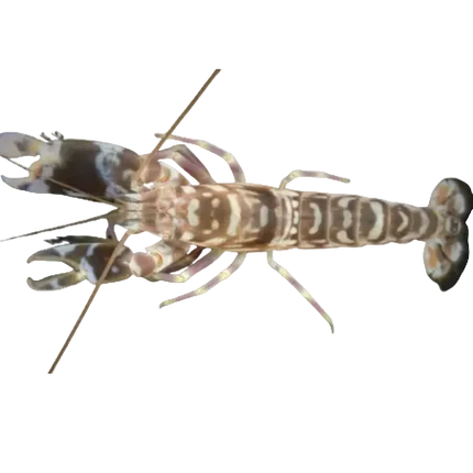 Tiger Pistol Shrimp (Crevette pistolet tigre)