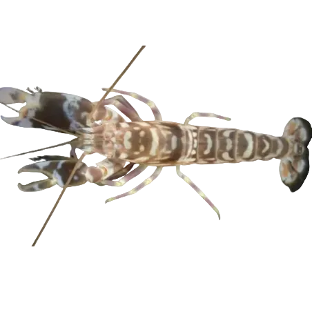Tiger Pistol Shrimp