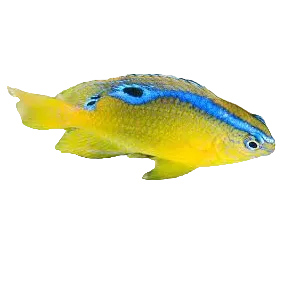 Surge Damsel
