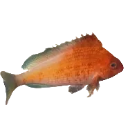 Lyretail Hawkfish