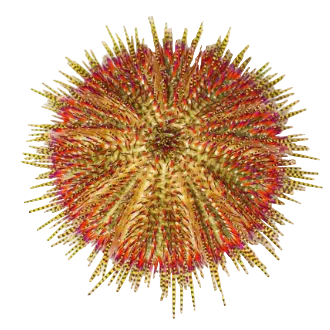 Red Collector Urchin