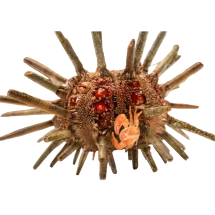 Pencil Urchin