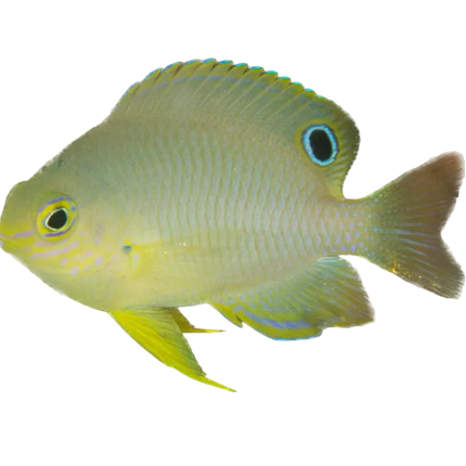 Ambon Damsel