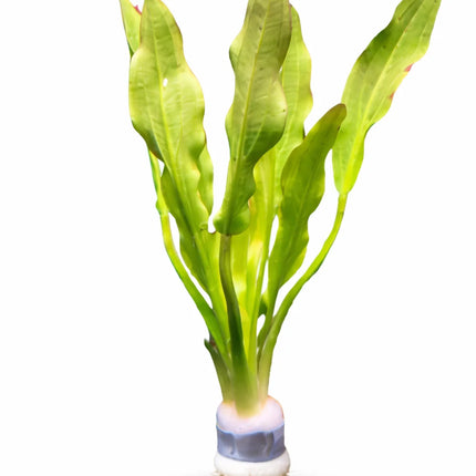 Echinodorus Major