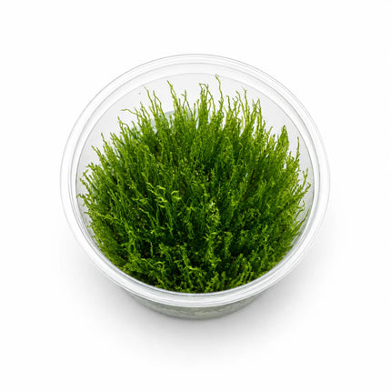 Ready to grow Taxiphyllum Flame Moss