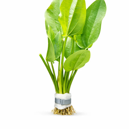 Echinodorus Muricatus Green 