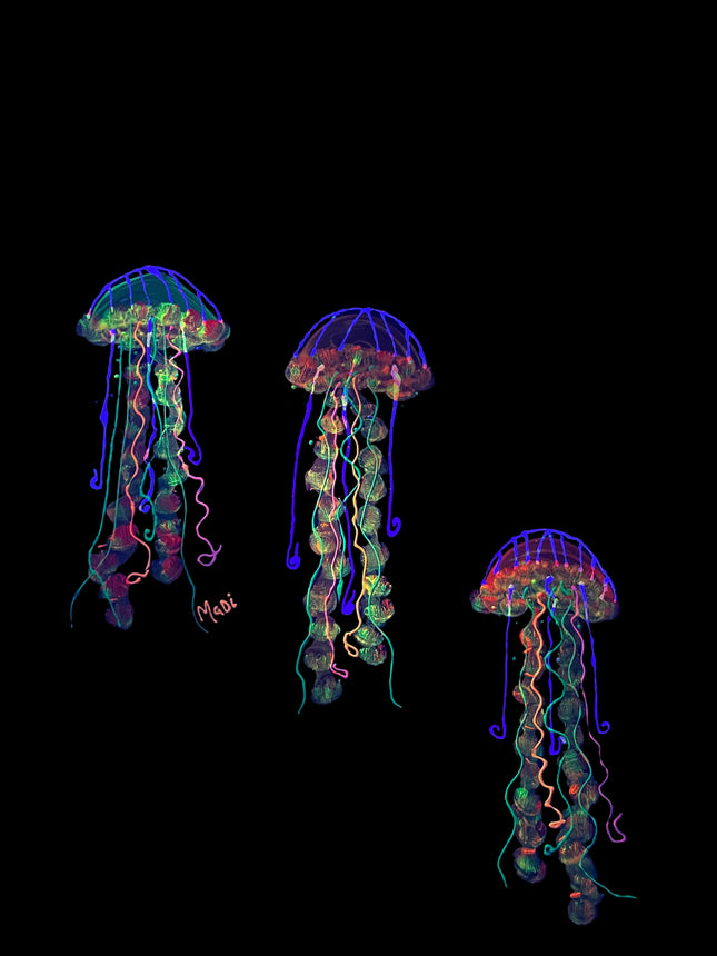 Les méduses
