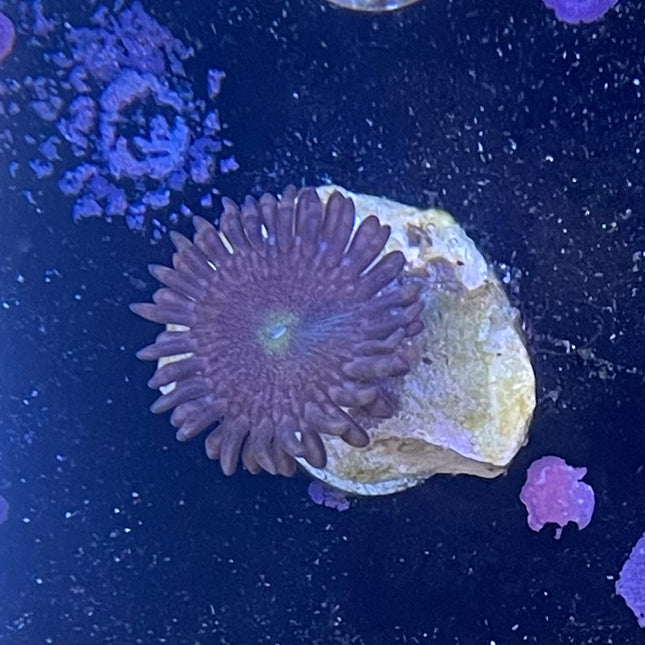 Zoanthid mystère 5$