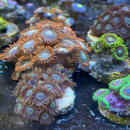 Zoanthid mystère 30$