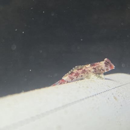 Red Scooter Dragonet
